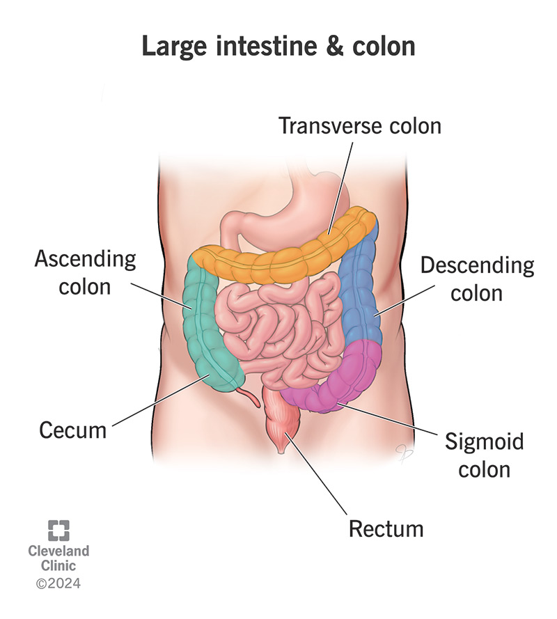 Large intestine and colon showing ascending, transverse, descending, sigmoid colon, cecum and rectum