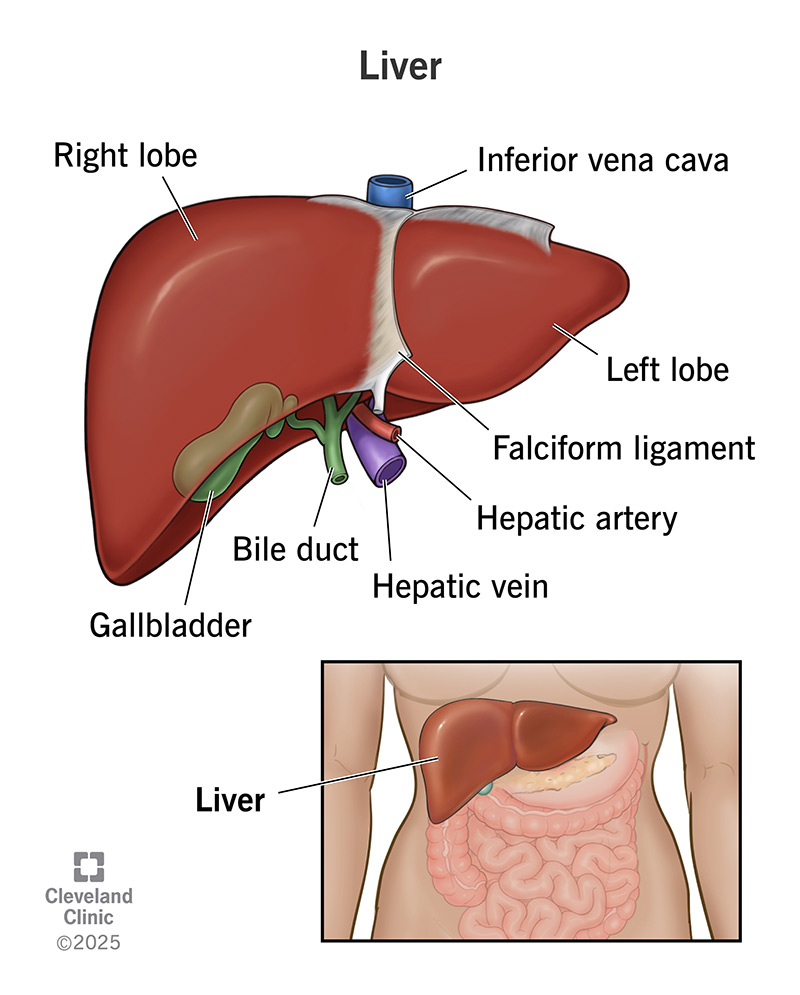 Liver anatomy showing right and left lobes, bile duct, gallbladder, hepatic artery and vein