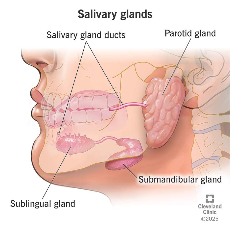 Salivary glands: parotid, submandibular, sublingual, with their ducts