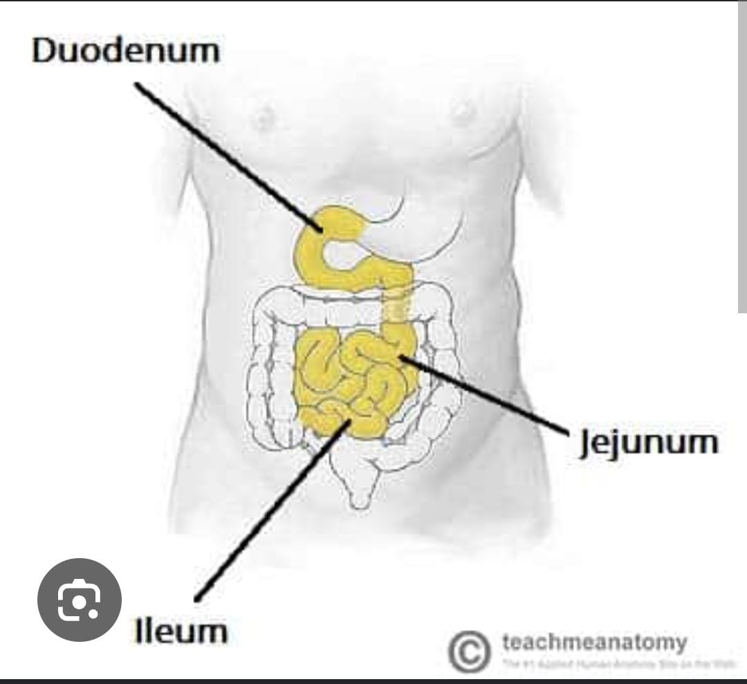 The three regions of the small intestine: duodenum, jejunum, ileum