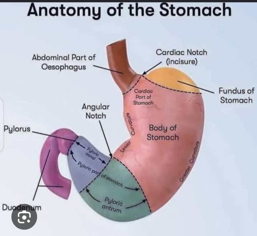 Anatomy of the stomach showing cardia, fundus, body, pyloric region, duodenum