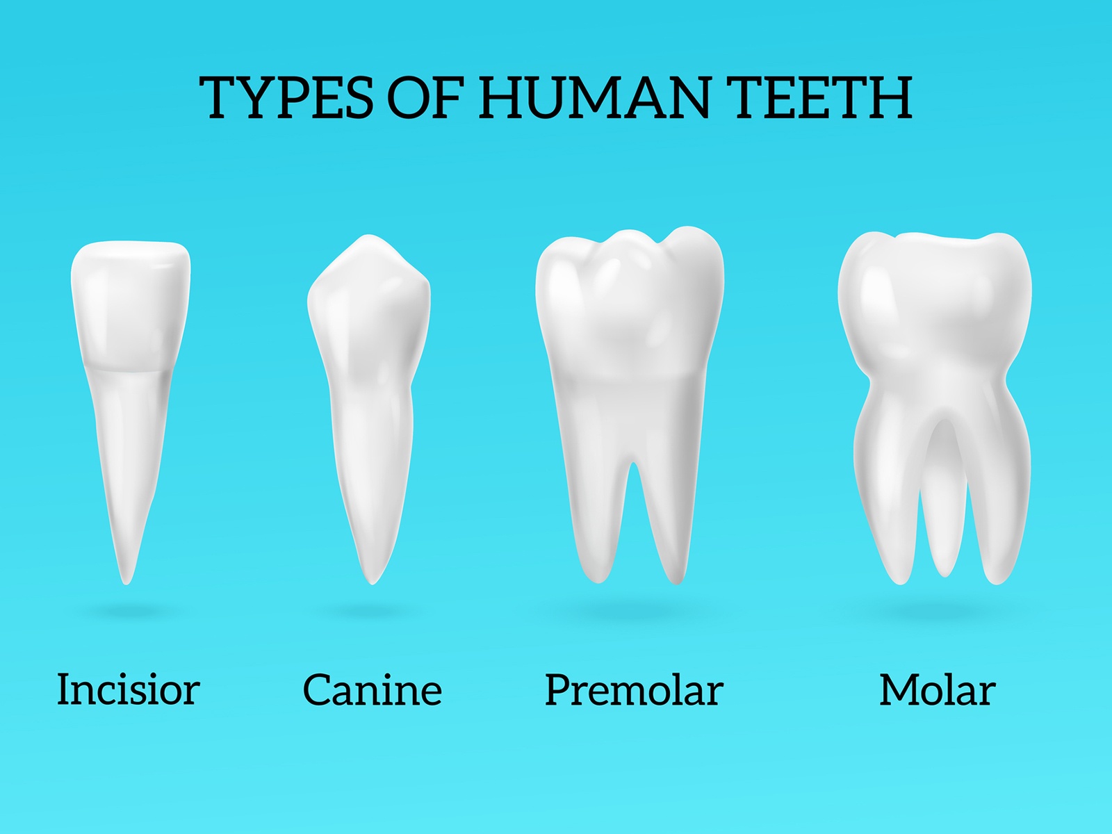 The four types of human teeth: incisor, canine, premolar, molar