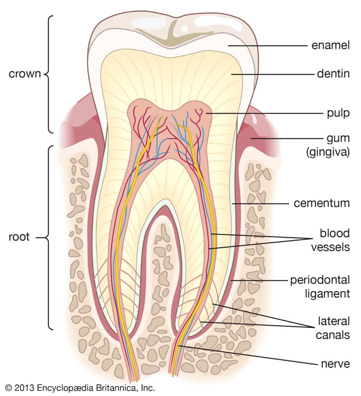 Labeled cross-section of a tooth showing crown, root, enamel, dentin, pulp, gum, cementum, blood vessels and nerve
